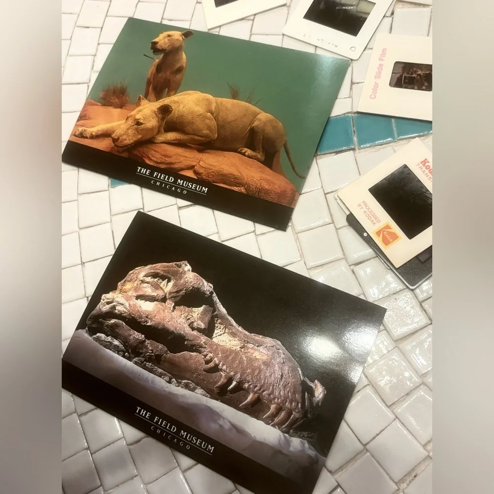 Travel Souvenir Post Card Field Natural History Museum STEM Dinosaur